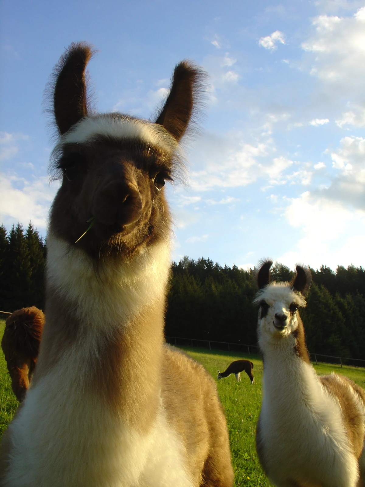 Lamas auf der Weide