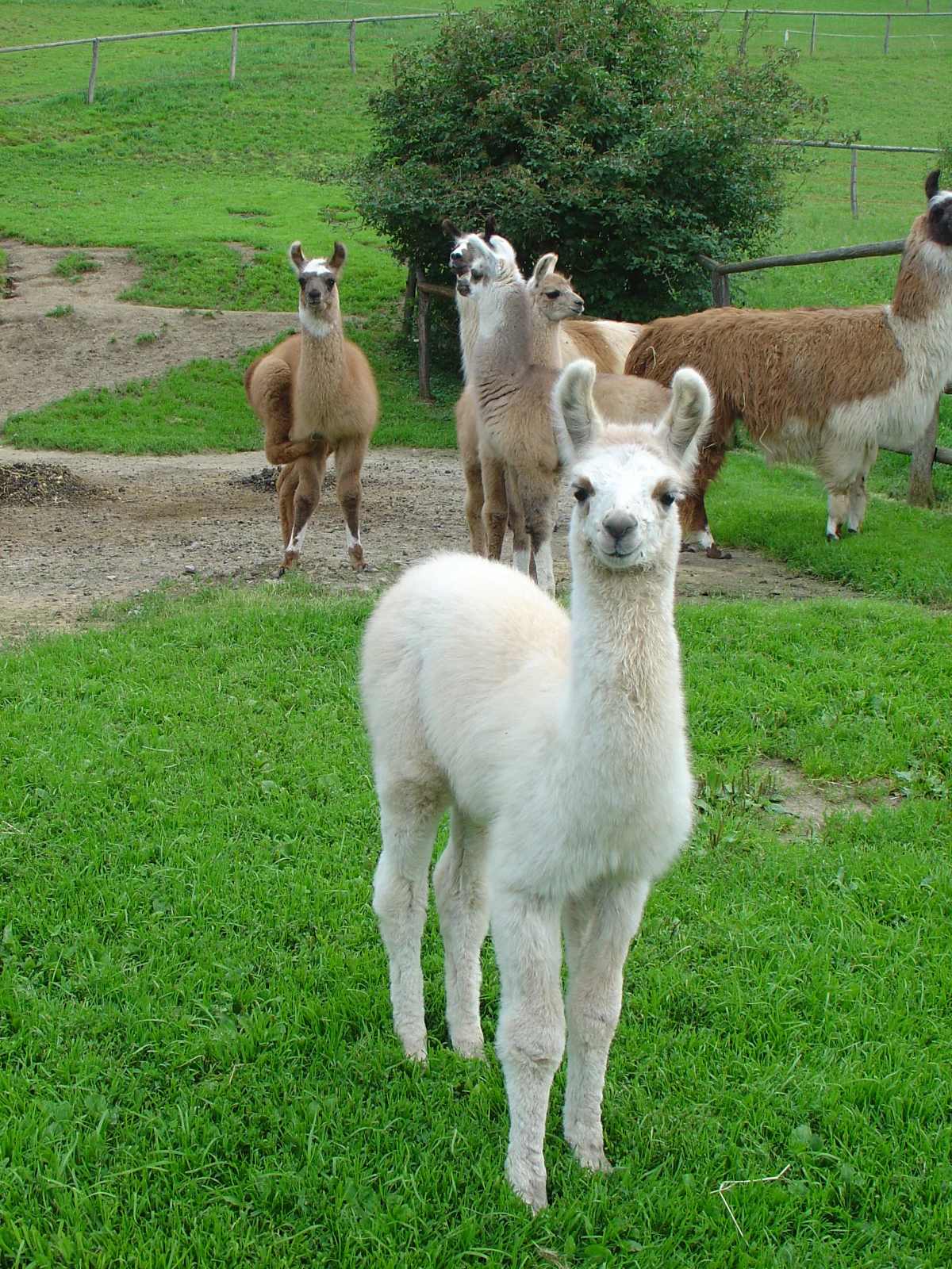 Lama-Herde auf der Weide