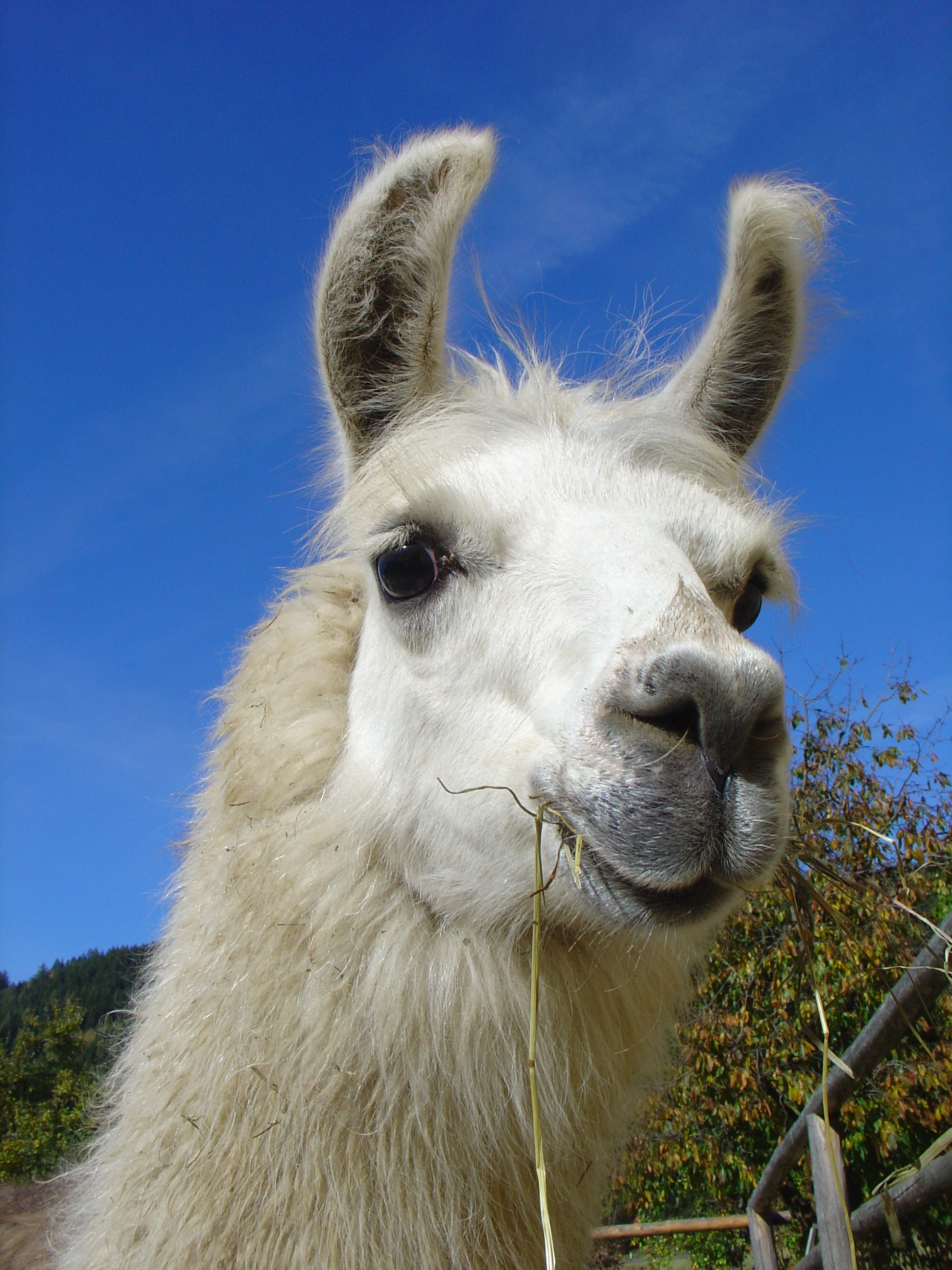 Neugieriges Lama