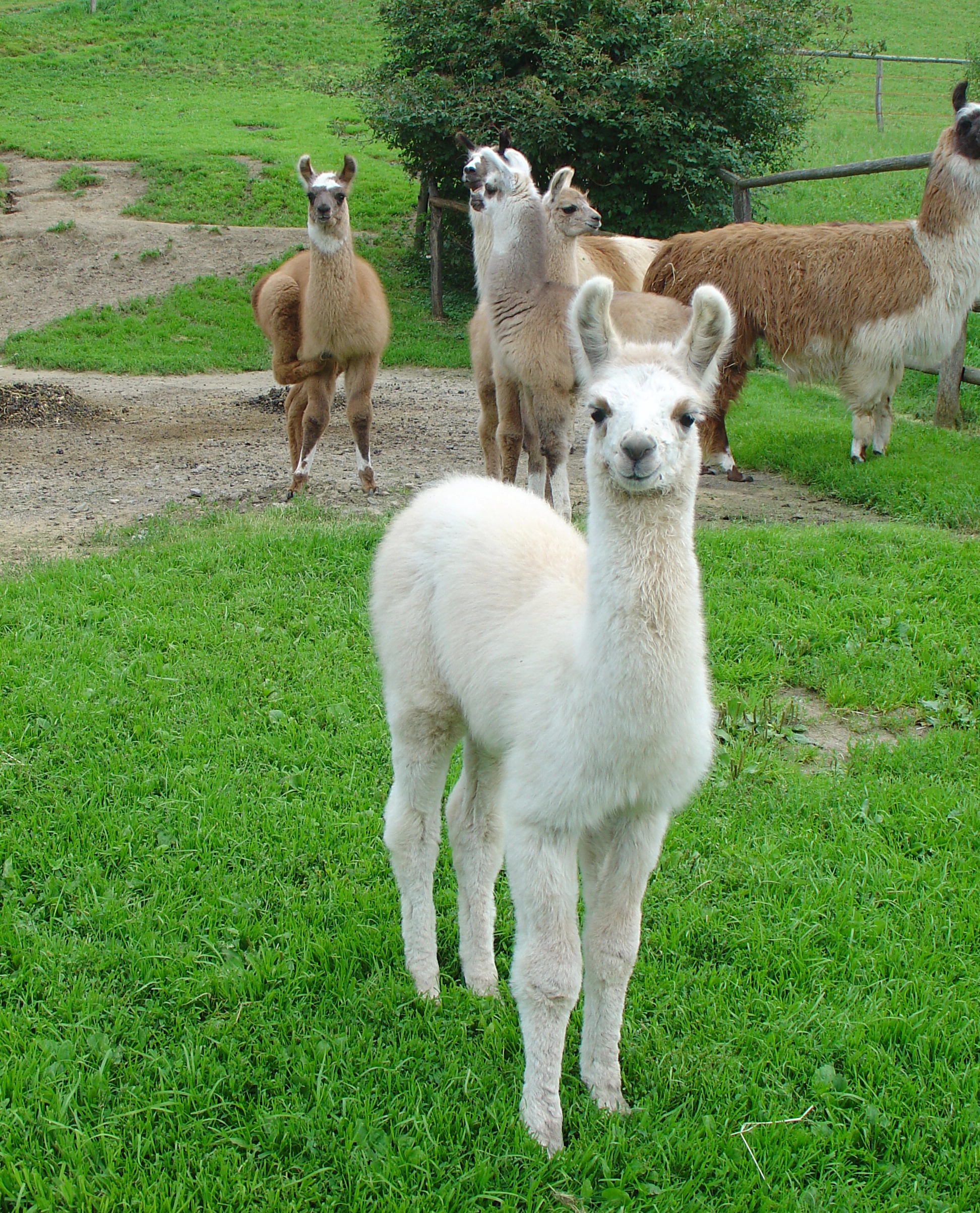 Weißes Baby-Lama