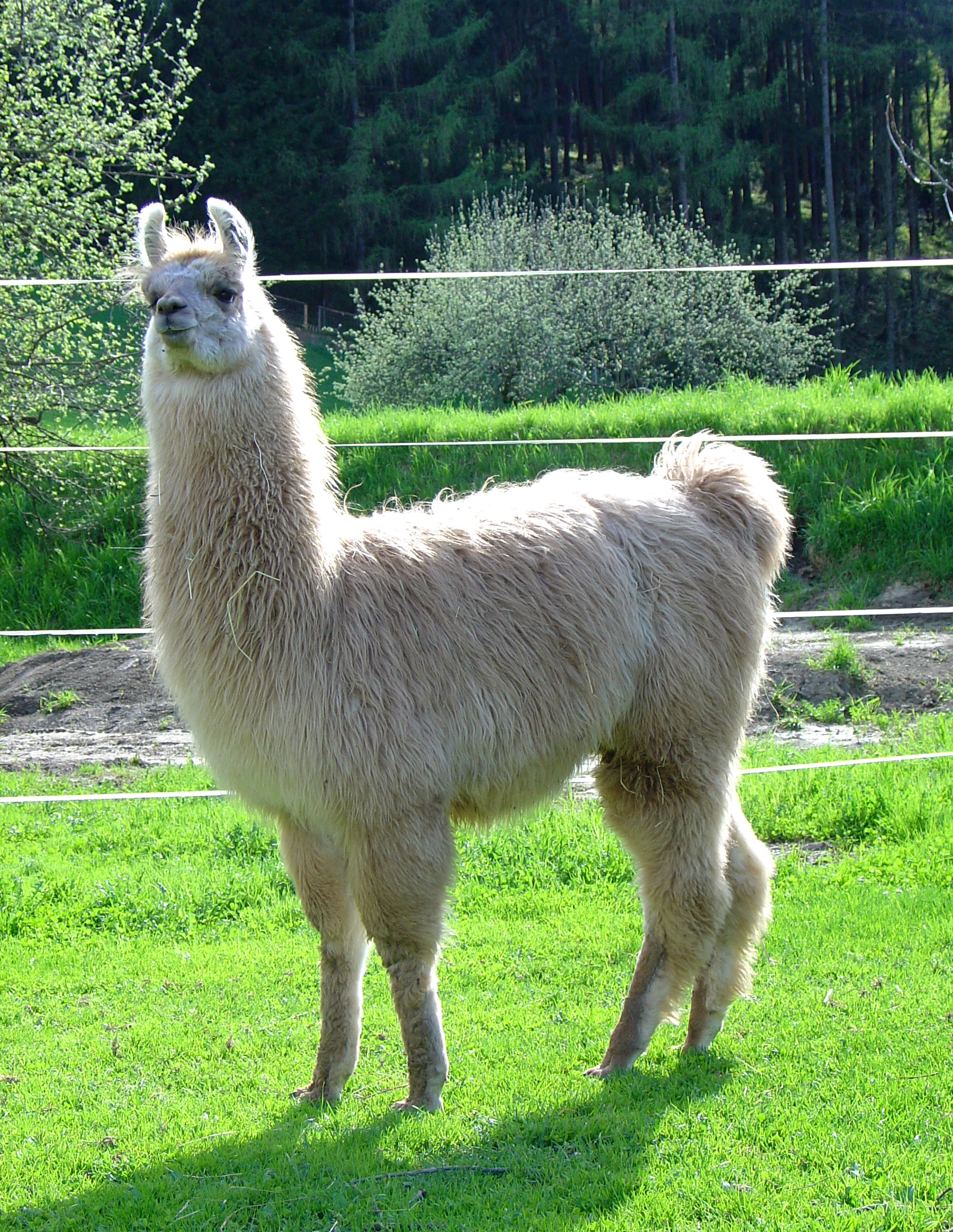 Lama am Hof