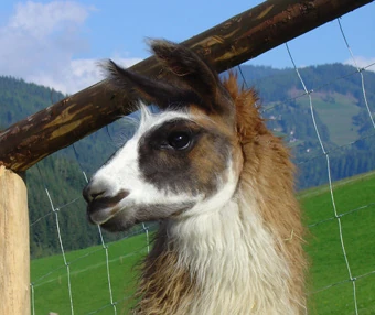 Lama am Zaun